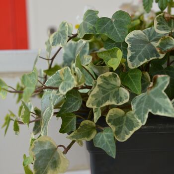 Houseplant Variegated English Ivy One Plant One L Pot, 2 of 6