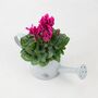 Cyclamen In Watering Can – Autumn Flowering Plant Gift, thumbnail 2 of 2