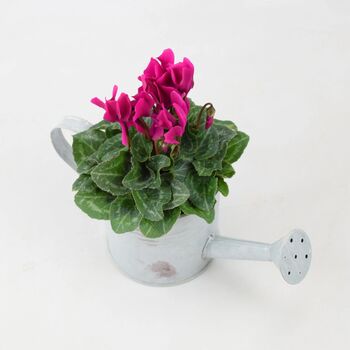 Cyclamen In Watering Can – Autumn Flowering Plant Gift, 2 of 2