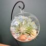 Diy Air Plant Terrarium Kit Hanging Terrarium Gift Light Blue, thumbnail 2 of 9