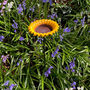 Cast Iron Sunflower Bird Feeder Garden Ornament, thumbnail 2 of 6