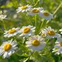 Herbs, Flowering Chamomile, Full Plants In 9cm Pots, thumbnail 1 of 5