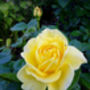 Golden Wedding Gifts Rose Golden 50th Anniversary, thumbnail 1 of 2