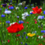 10 'Wild Years' Wildflower Seed Packet Party Favours, thumbnail 8 of 8