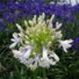 Agapanthus Queen Mum Easter Plant Gift, thumbnail 1 of 2