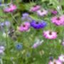 Nigella 'Persian Jewels' Seeds, thumbnail 2 of 3