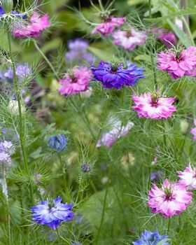Nigella 'Persian Jewels' Seeds, 2 of 3