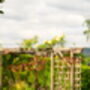 Rusty Metal Cow Parsley, thumbnail 8 of 8