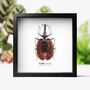 Violin Beetle Insect Bug Moth Butterfly Box Frame Entomology Taxidermy Interior Design Modern Home Decor Wall Hanging Display Gift Ornament, thumbnail 1 of 3