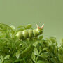Artisan Glass Caterpillar In Gift Box, thumbnail 1 of 4