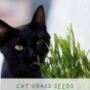Cats Eco Grow Your Own Plant Kit, thumbnail 5 of 8