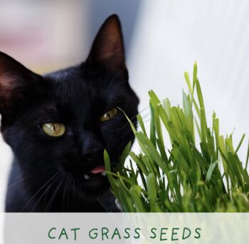 Cats Eco Grow Your Own Plant Kit, 5 of 8
