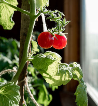 Tomato Plants 'Tumbling Tom Red' Three Plants In Pots, 2 of 5