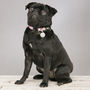The Chelsea Pink And Black Floral Dog Collar, thumbnail 4 of 4