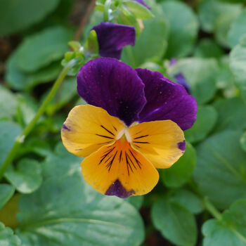 Pansy 'Purple And Orange' 20 X Full Plant Pack, 3 of 5