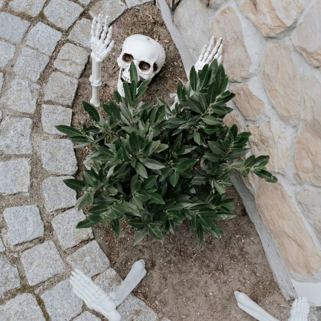 Skeleton Decoration Set, 1 of 5