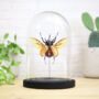 Five Horned Rhinoceros Beetle Spreadwing Insect Bug Moth Bell Jar Entomology Taxidermy Interior Design Home Decor Cloche Modern Display Gift Ornament, thumbnail 1 of 3