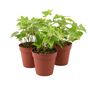 Trailing Gold Ivy Plant In 9cm Pot – Hedera Houseplant, thumbnail 1 of 2