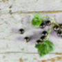 Blackcurrant Plants, 'Ben Sarek', thumbnail 4 of 12