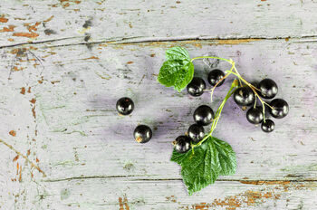 Blackcurrant Plants, 'Ben Sarek', 4 of 12