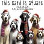 Cavalier King Charles Spaniel. Red Nose, thumbnail 2 of 2