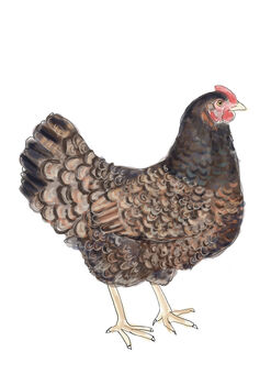 Chicken Art Print, Barnevelder Art Print, Hen Art, 2 of 2