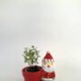 Christmas Santa Claus Planter + Thyme Plants, thumbnail 4 of 4