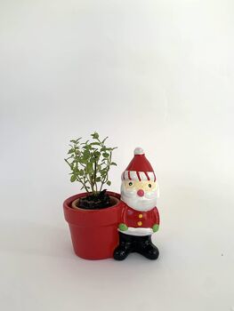 Christmas Santa Claus Planter + Thyme Plants, 4 of 4