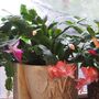 Christmas Cactus Mixed Colours One X 15cm Pot, thumbnail 3 of 3