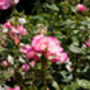 Climbing Rose 'Handel' Plant 5 L Pot, thumbnail 2 of 6