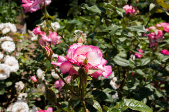 Climbing Rose 'Handel' Plant 5 L Pot, 2 of 6