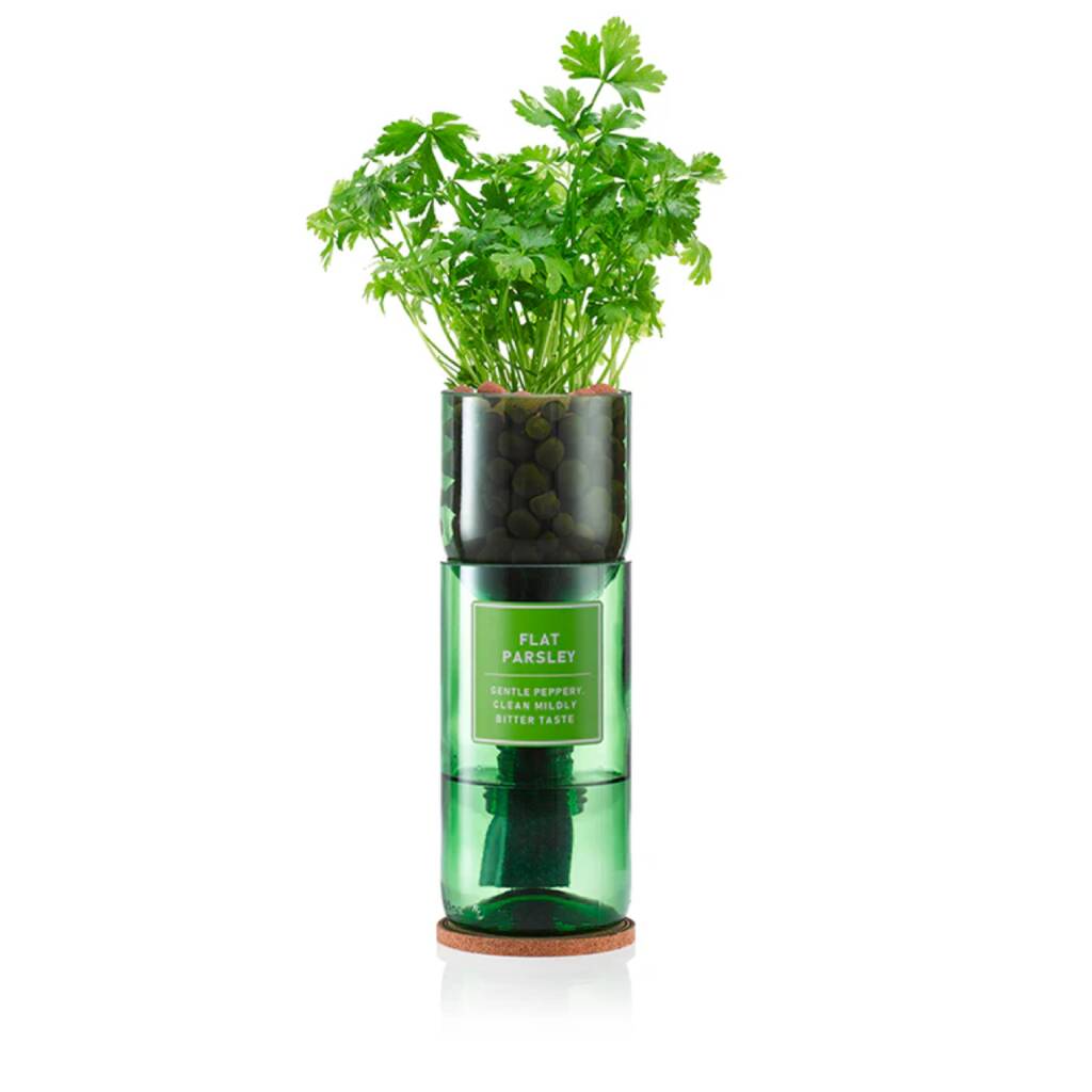 Flat Leaf Parsley Hydro Herb Kit, 1 of 3