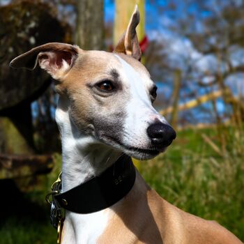 Black Leather Whippet Collar Can Be Personalised, 2 of 6