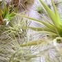 Air Plant Varieties Plant Gift For Plant Lover, thumbnail 8 of 12