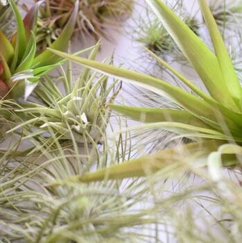 Air Plant Varieties Plant Gift For Plant Lover, 8 of 12