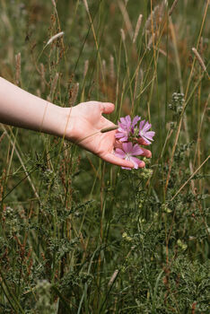 South Downs Wild Foraging Workshop And Afternoon Tea For Two, 6 of 12