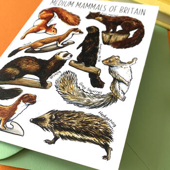 Medium Mammals Of Britain Greeting Card, 9 of 11