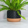 Carbon Blossom Planter, thumbnail 3 of 4