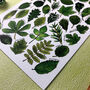 Leaves Of Britain Illustrated Postcard, thumbnail 6 of 9
