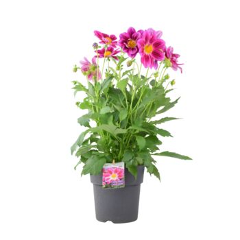Dahlia Summer Bees Purple Bee Friendly Plant, 3 of 5