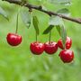 Fruit Tree Cherry 'Morello' One X 10 Litre Pot, thumbnail 6 of 6