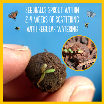 Wildflower Seedballs For Garden Wildlife Set Of Six, 5 of 12