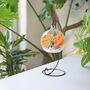 Diy Air Plant Terrarium Kit Hanging Terrarium Gift Autumn Orange, thumbnail 1 of 5