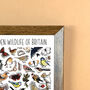 Garden Wildlife Of Britain Wildlife Print, thumbnail 8 of 9