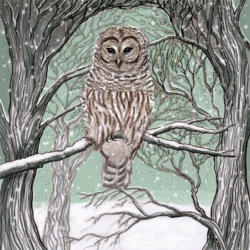 'Barred Owl' Print, 3 of 3