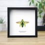 Rajah Jewel Beetle Insect Bug Entomology Taxidermy Box Frame, thumbnail 1 of 3