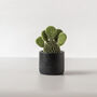 Baby Bunny Ear Cactus With Handmade Pot, thumbnail 8 of 8