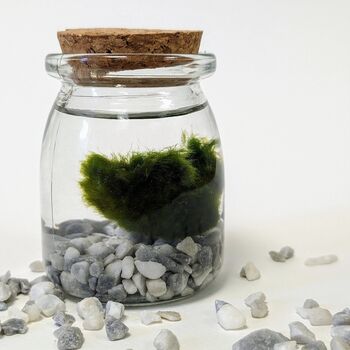 Marimo Moss Ball Kit Plant Lover Gift, 6 of 12