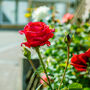 Hybrid Tea Rose 'Fragrant Cloud' Plant 5 L Pot, thumbnail 4 of 6