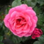80th Birthday Rose Gift Rose Fabulous At 80, thumbnail 1 of 2